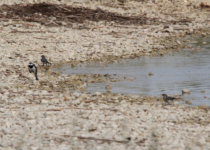 White Wagtail