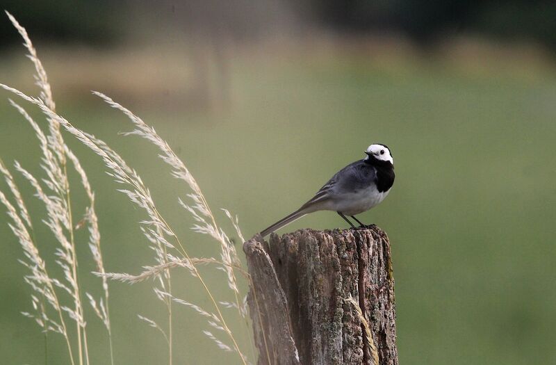 White Wagtail