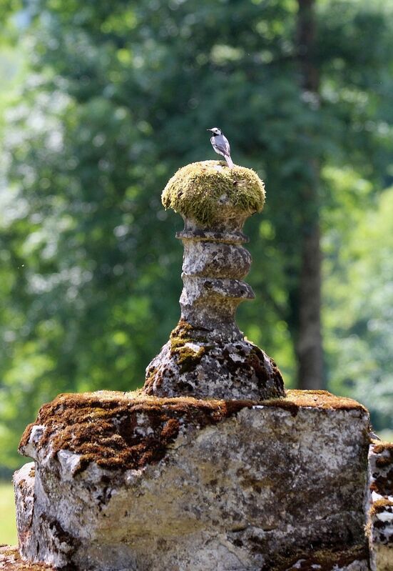 White Wagtail