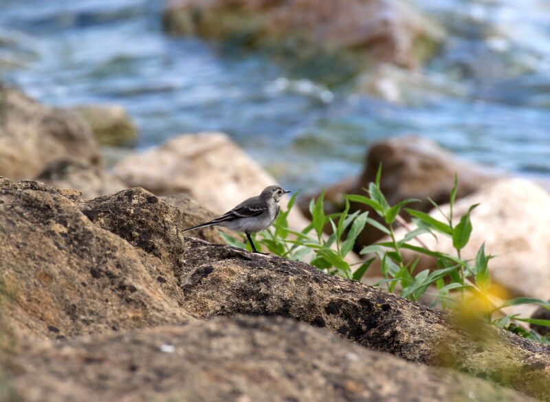 White Wagtail