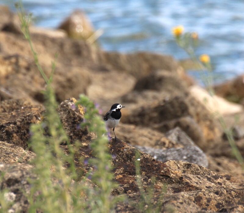 White Wagtail