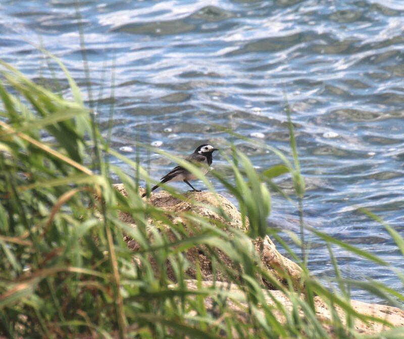 White Wagtail