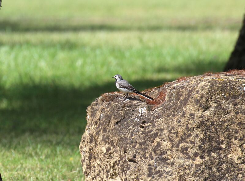 White Wagtail