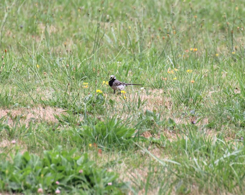 White Wagtail