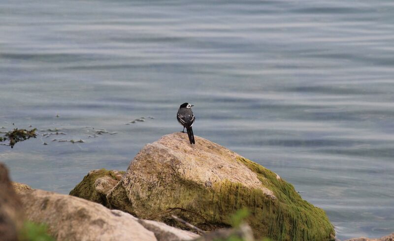 White Wagtail