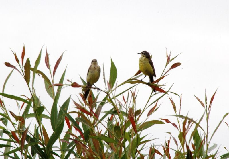 Western Yellow Wagtail