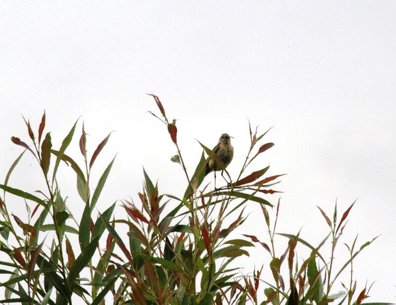 Western Yellow Wagtail