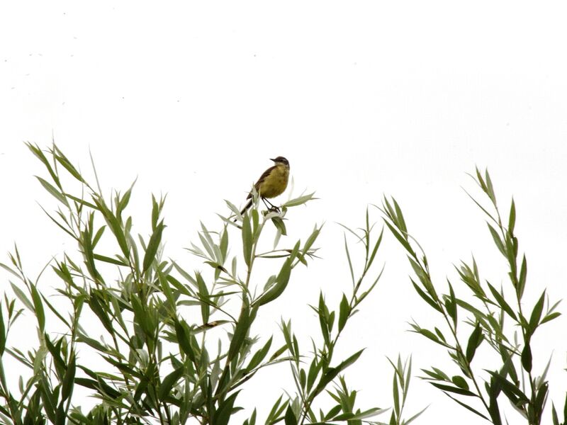 Western Yellow Wagtail