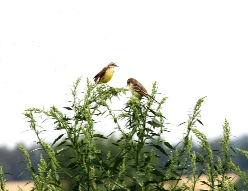 Western Yellow Wagtail