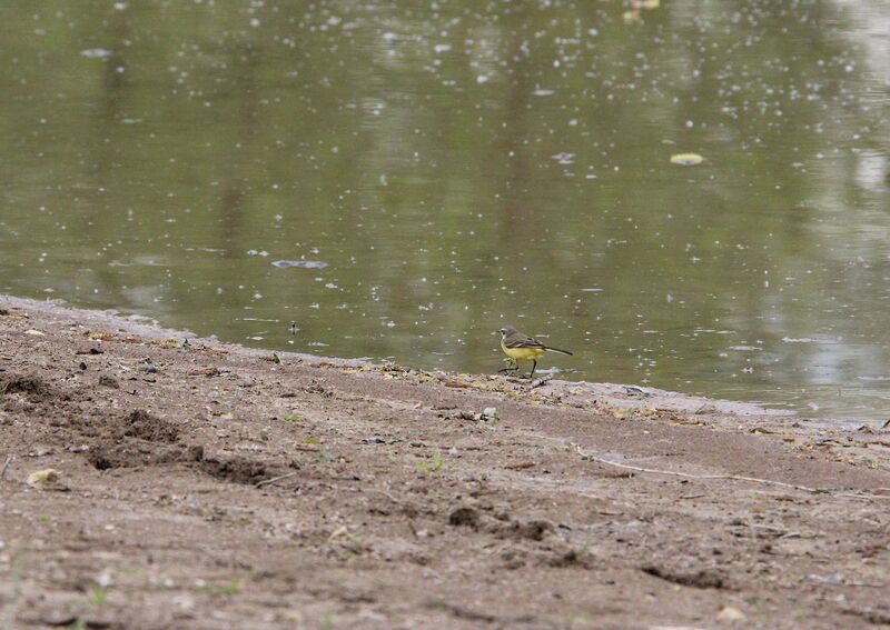 Western Yellow Wagtail