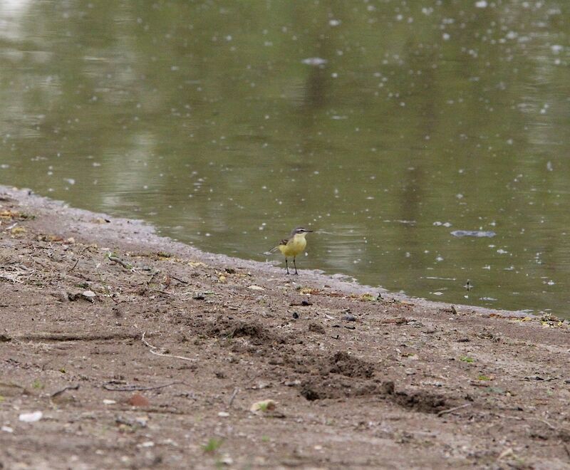 Western Yellow Wagtail