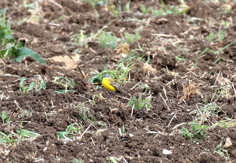 Western Yellow Wagtail