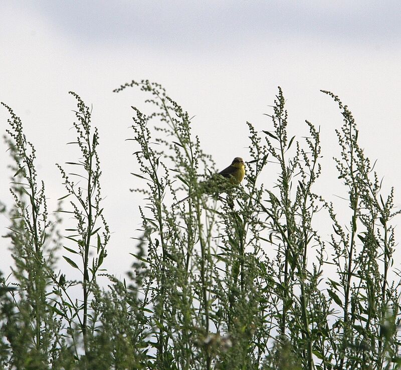 Western Yellow Wagtail