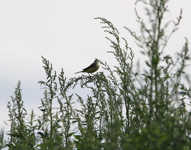 Western Yellow Wagtail