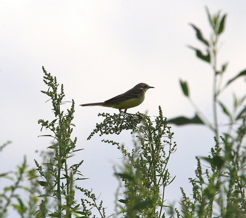 Western Yellow Wagtail