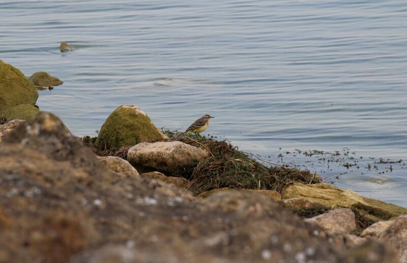 Western Yellow Wagtail