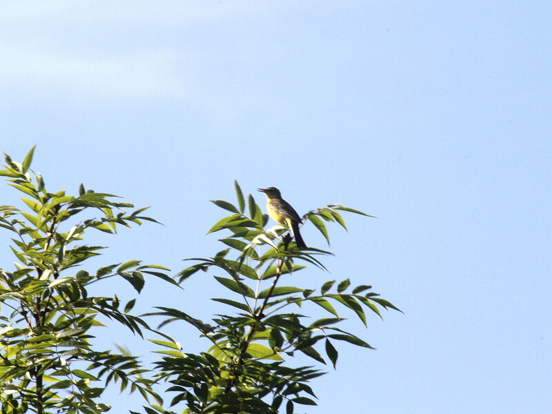 Western Yellow Wagtail