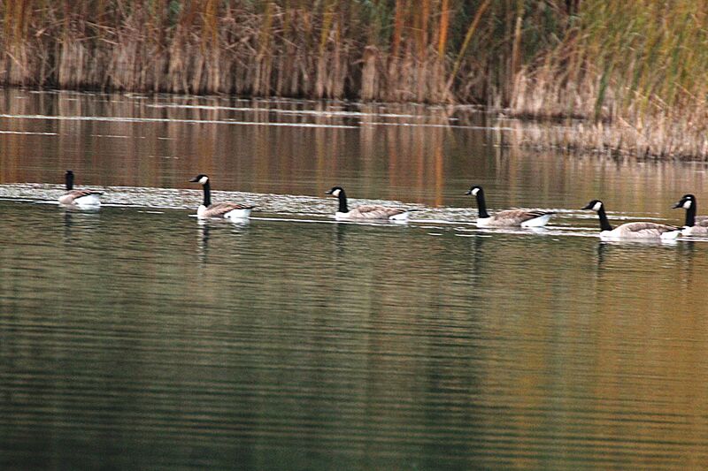 Canada Goose