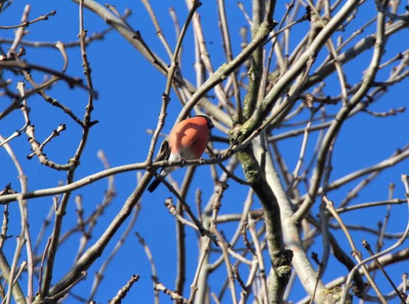 Eurasian Bullfinch