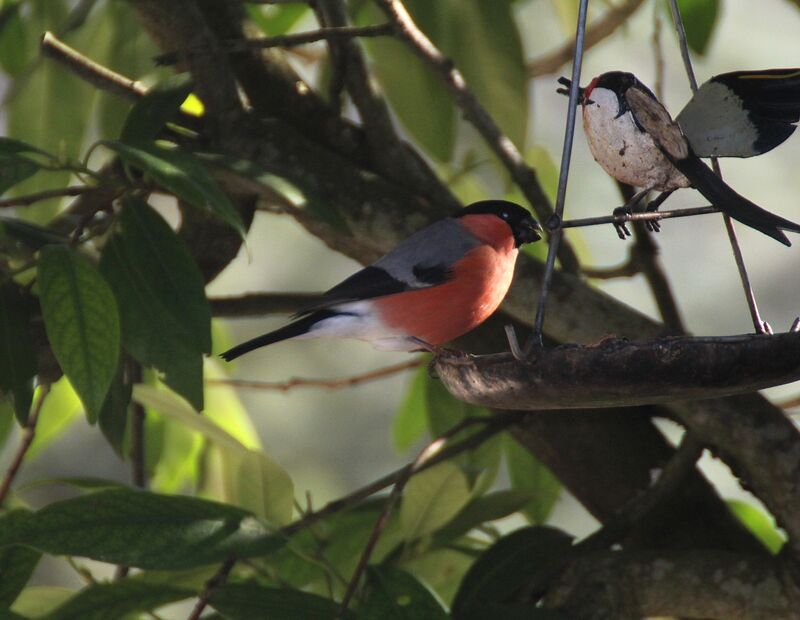 Eurasian Bullfinch