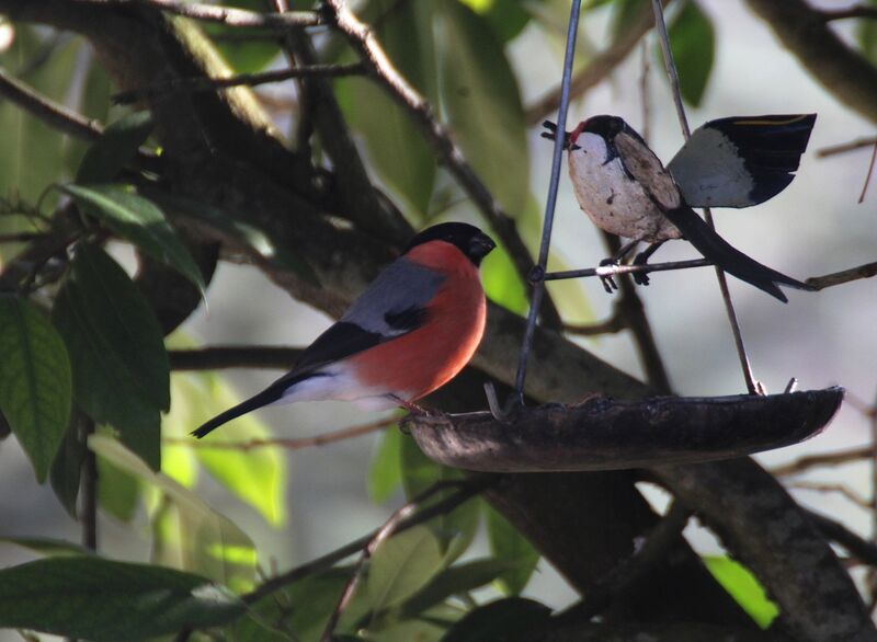 Eurasian Bullfinch