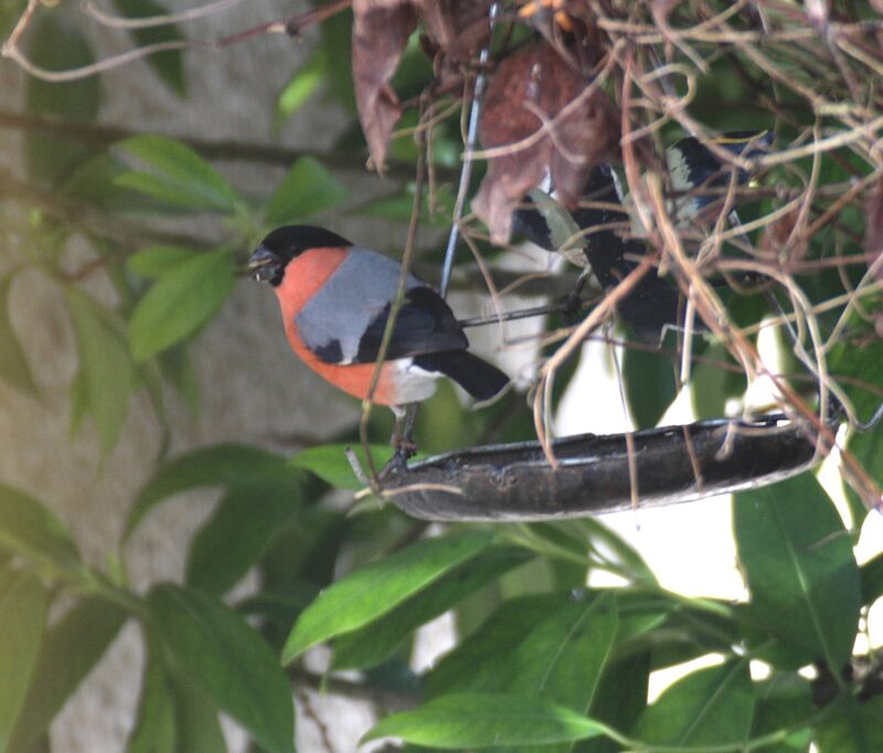 Eurasian Bullfinch