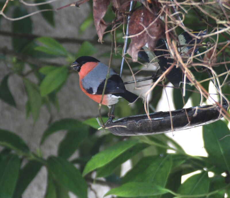 Eurasian Bullfinch