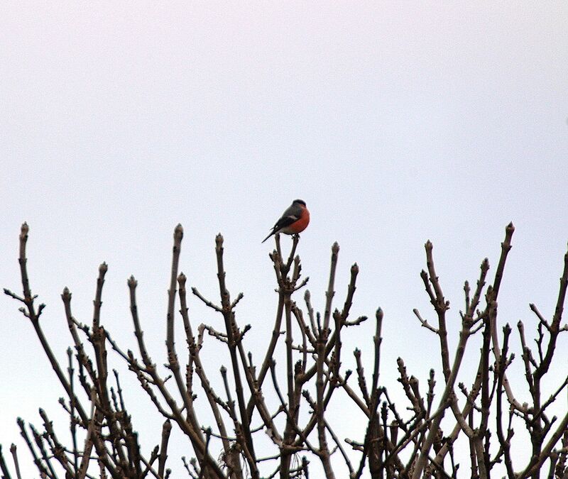 Eurasian Bullfinch