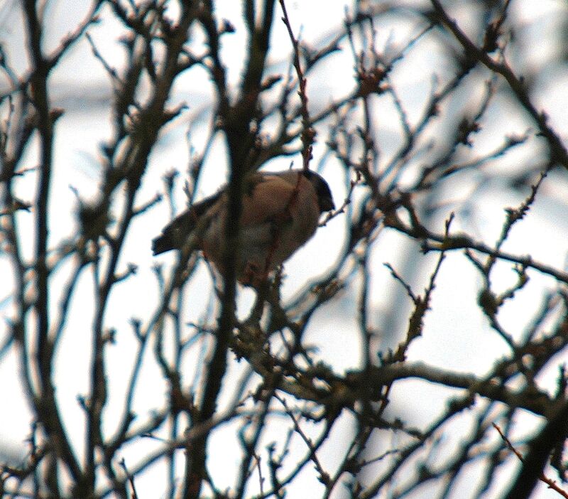 Eurasian Bullfinch