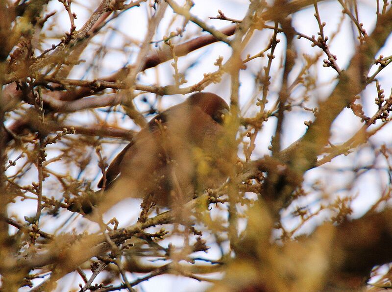 Eurasian Bullfinch