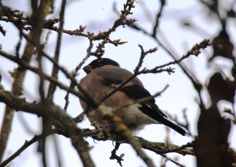 Eurasian Bullfinch