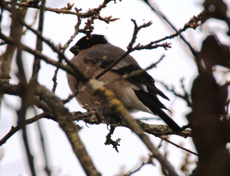 Eurasian Bullfinch