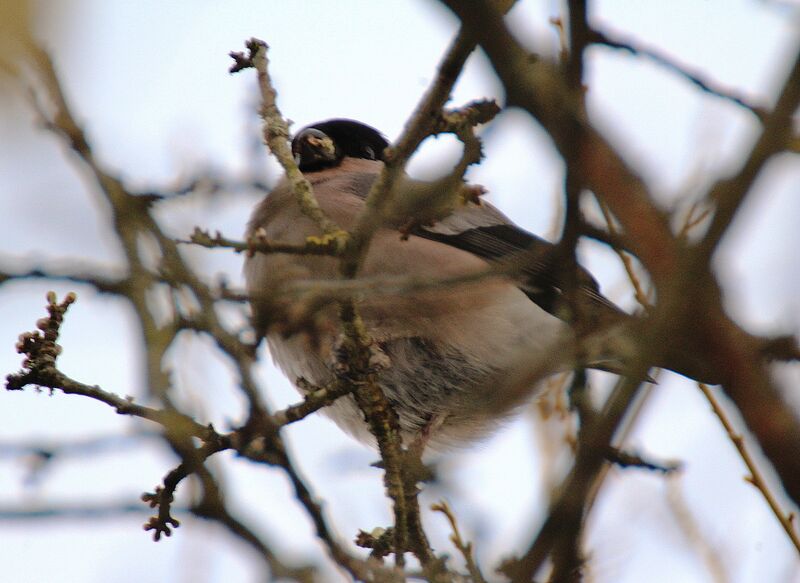 Eurasian Bullfinch