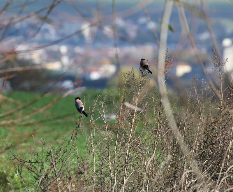 Eurasian Bullfinch