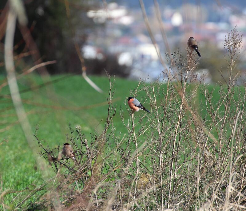 Eurasian Bullfinch