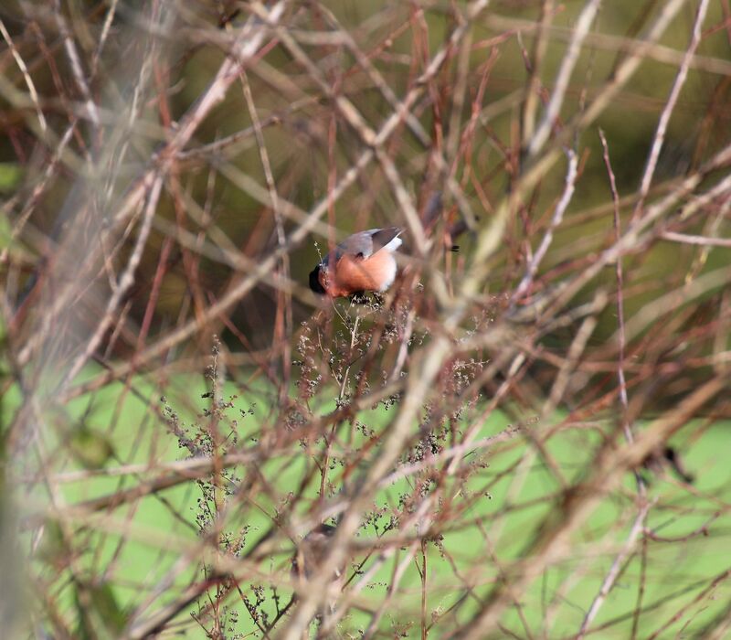 Eurasian Bullfinch