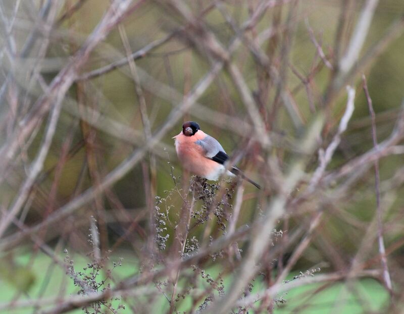 Eurasian Bullfinch