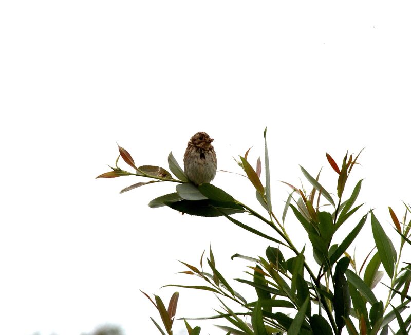 Bruant des roseaux