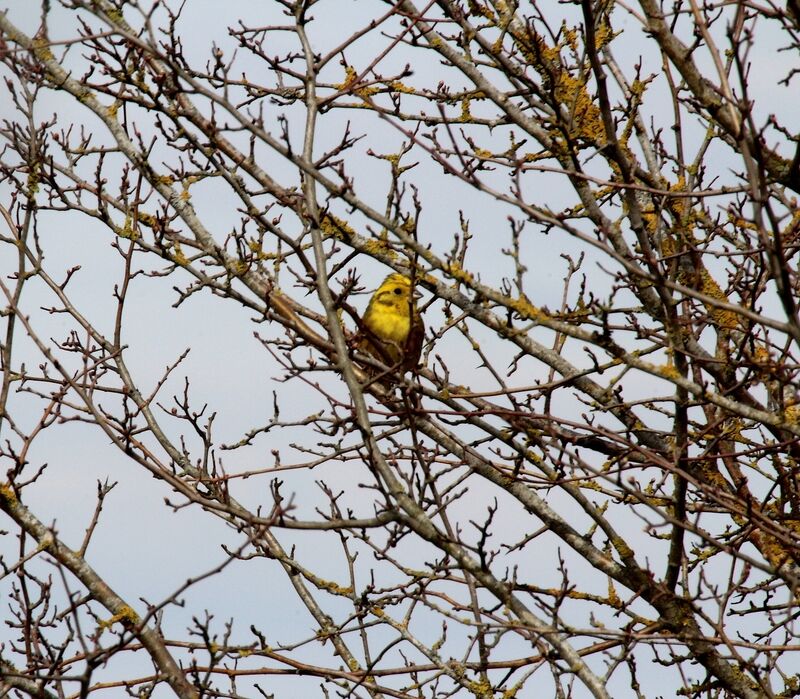 Bruant jaune