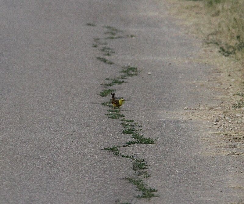 Yellowhammer