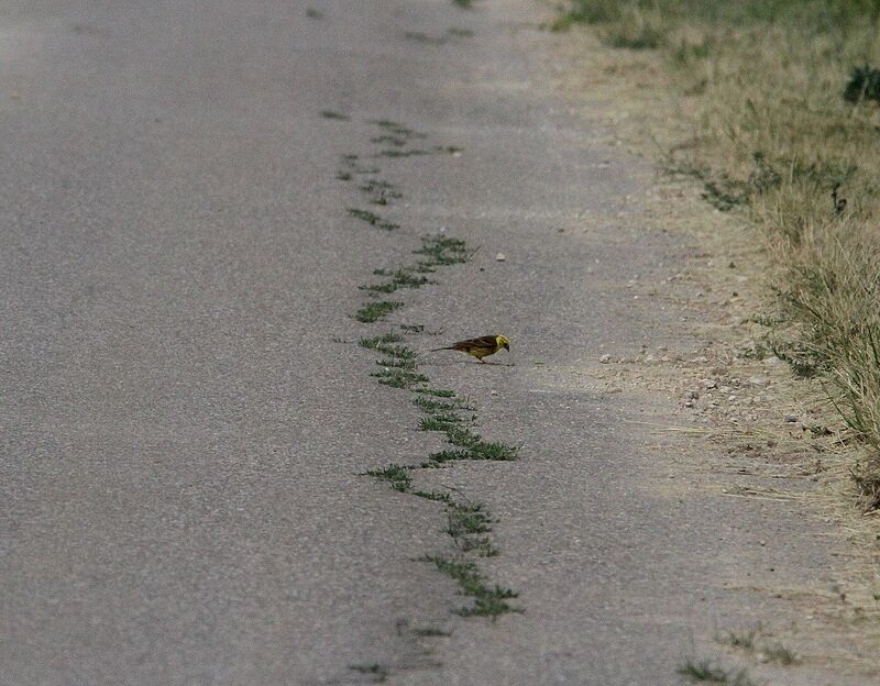 Yellowhammer