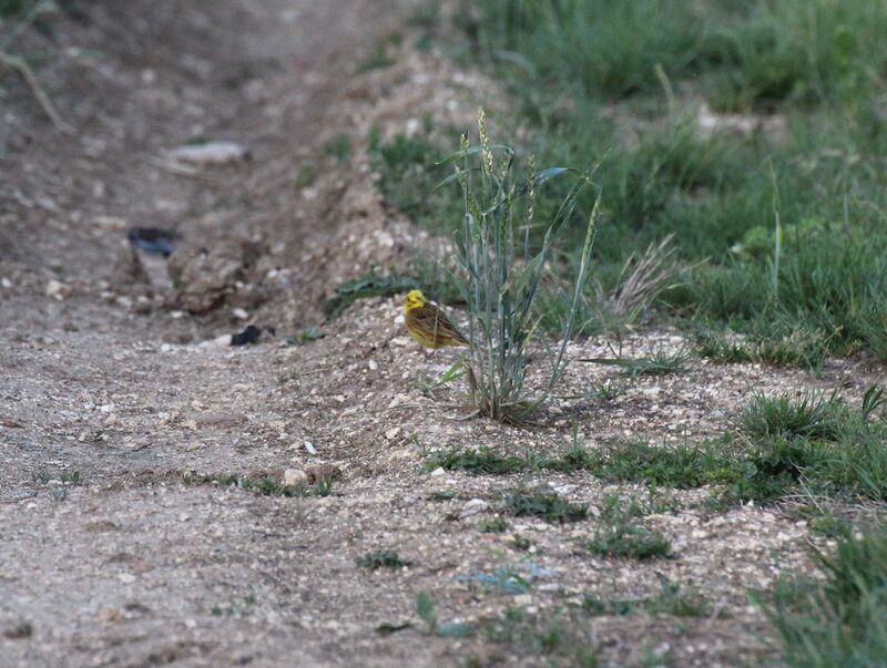 Yellowhammer