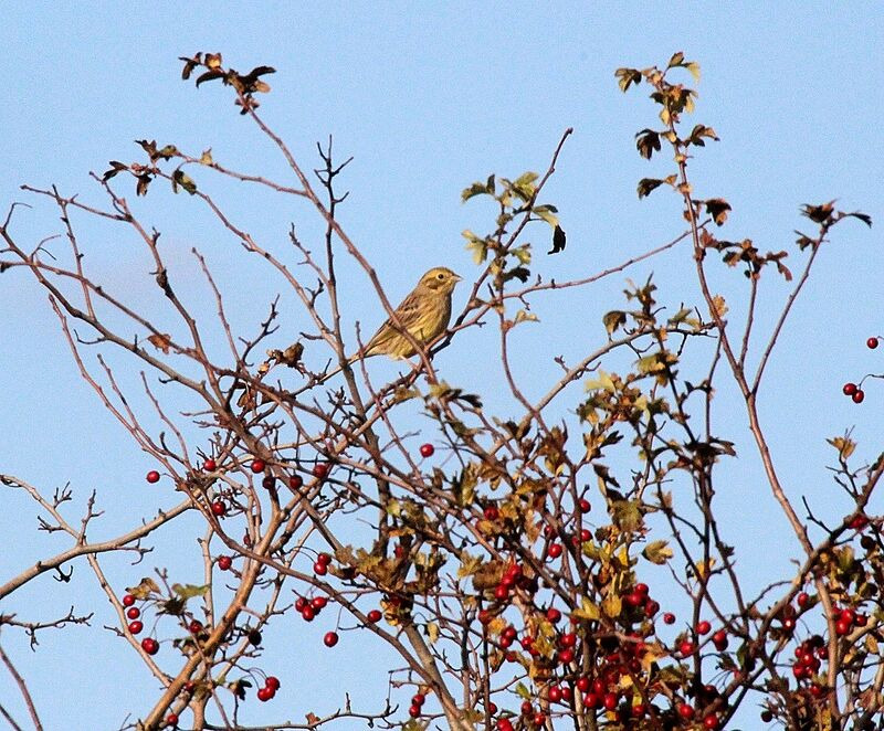 Bruant jaune