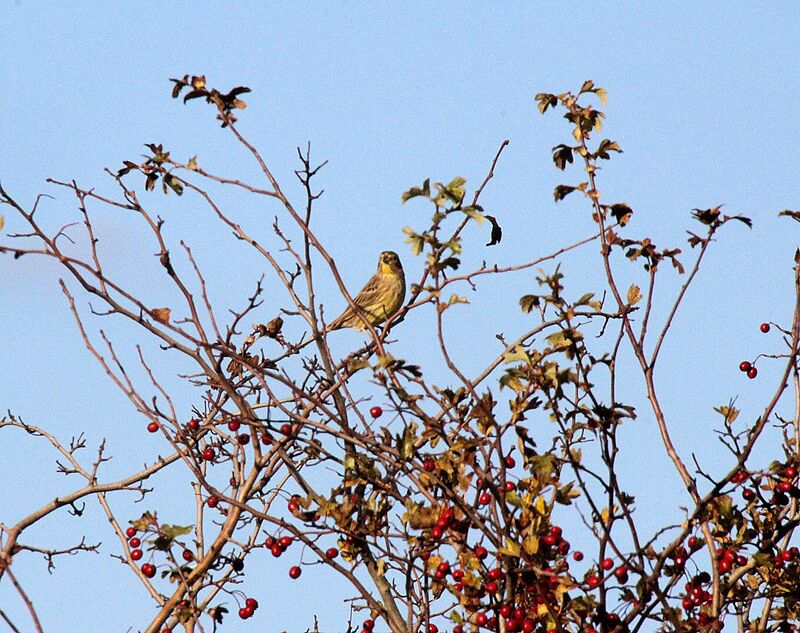 Bruant jaune