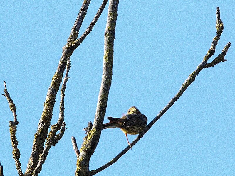 Yellowhammer