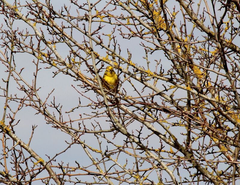 Bruant jaune