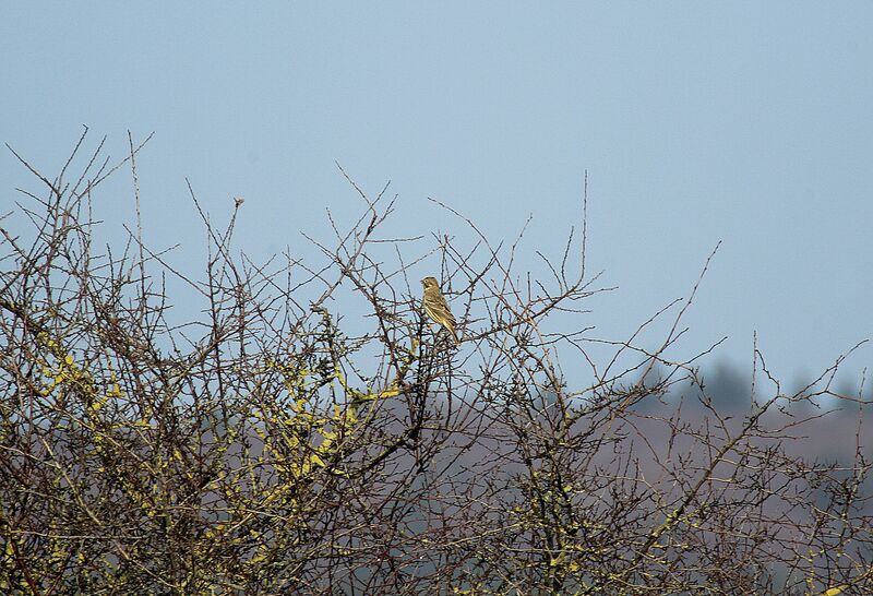 Corn Bunting