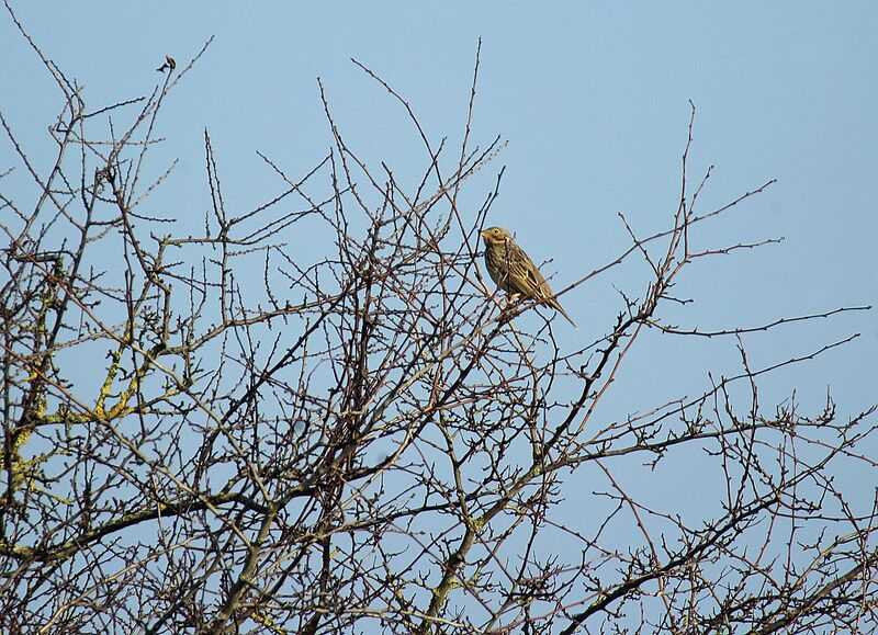 Corn Bunting