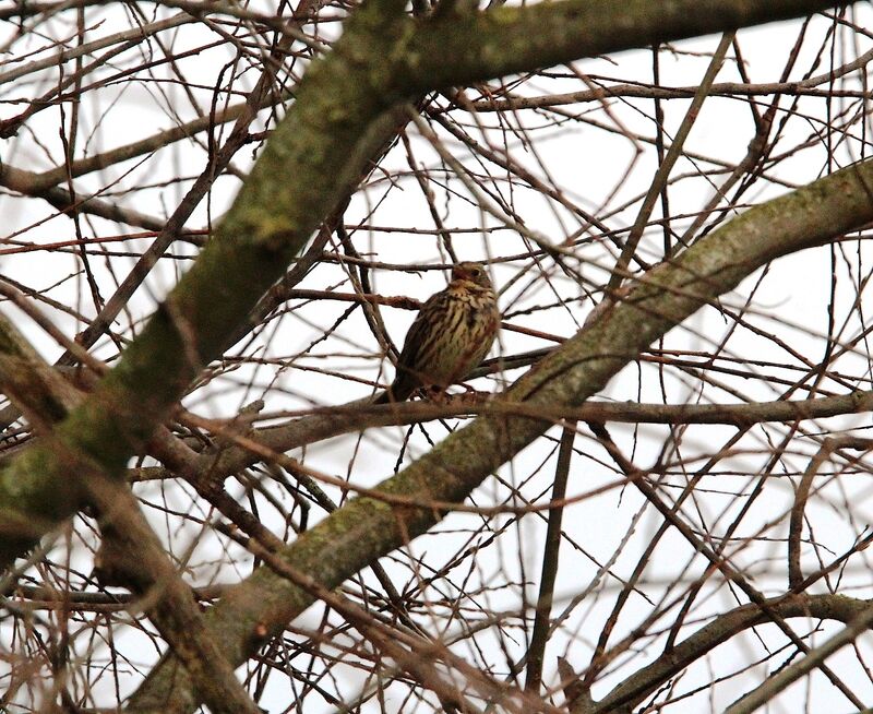 Corn Bunting