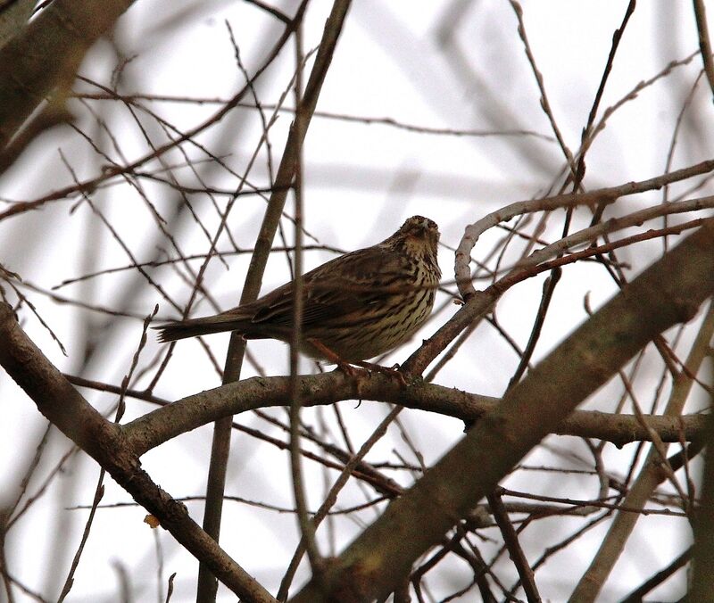 Corn Bunting